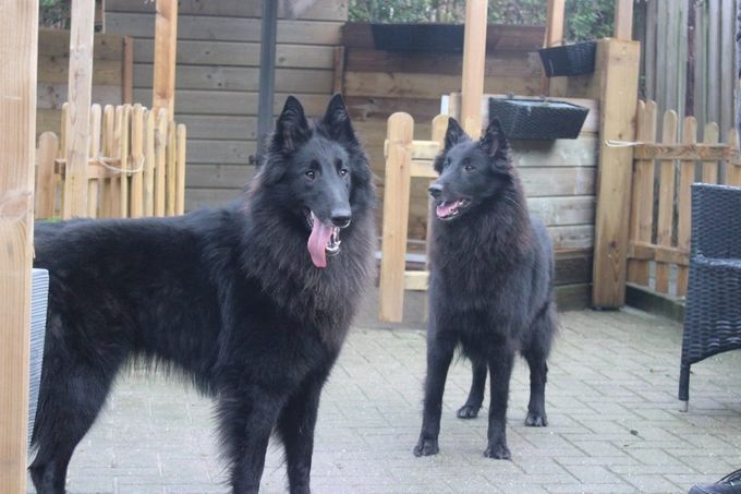 Links: Roxy    /   Rechts: Pearline