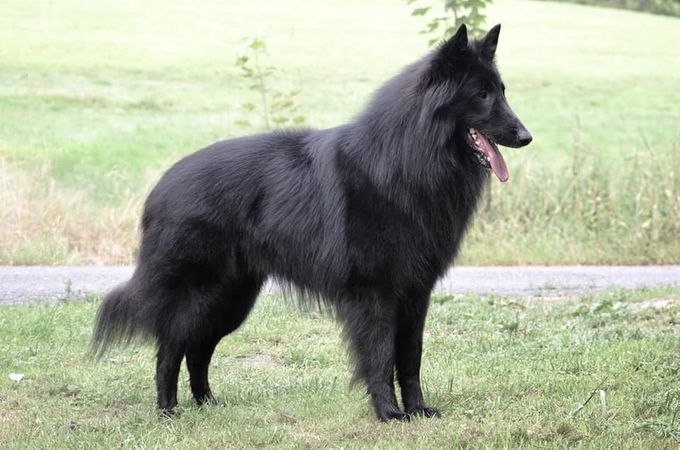 Beschrijving

De Groenendaeler is een van de vier Belgische Herdershonden (de andere drie zijn de Tervuerense Herder, de Mechelse Herder en de Laekense Herder). In 1897 besloot de Belgische Kennel Club tot erkenning van deze variant. De Groenendaeler is genoemd naar het Kasteel Groenendael in het Zonienwoud ten zuiden van Brussel. Uit de gemeenschappelijke voorouders van alle Belgische Herdershonden, de Picard d'Uccle, werd uit een nest met de zwarte, langharige teef Petite de Groenendaeler gefokt. Hij werd gebruikt als veehoeder en waakhond. 

Activiteit

De Groenendaeler moet - net als de andere Belgische Herdershonden - de ruimte hebben en heeft veel beweging nodig. Een zachte hand is noodzakelijk bij de opvoeding. Overigens presteert dit ras prima bij gehoorzaamheidswedstrijden, speuren, UV, VZH en flyball 

Verschijning
•Algemeen: De Groenendaeler is harmonisch gebouwd, kwiek en waakzaam. Het lichaam is niet te breed, maar diep met rechte rug en zonder opgetrokken buik. De benen zijn stevig en middelmatig lang. Tamelijk lange hals zonder keelhuid. 
•Kleur: Zwart, eventueel wat wit op voorborst en teentjes is toegestaan. 
•Hoofd en schedel: Het hoofd is lang, zonder overdreven lang te worden. Middelmatig brede schedel. De snuit is iets langer dan de schedel met geringe stop. Schedel en snuit zijn grofweg gelijk qua lengte, soms is de snuit iets langer. Zwarte neus met goed geopende neusgaten. Ogen zijn amandelvormig, liefst donkerbruin, met vrijmoedige en verstandige uitdrukking. De oren zijn driehoekig van vorm en staan rechtop. 
•Staart: Middelmatig lang en laag gedragen. De staart is stevig aangezet met krachtige basis. Ter hoogte van het spronggewricht buigt de staart iets omhoog. Nooit omhoog gekruld gedragen. 
•Voeten: Voorvoeten vrijwel rond, achtervoeten meer ovaal. 
•Beharing: Lang op het lichaam en langer aan de hals, een kraag vormend, achterkant van de benen en aan de staart. Kort op het hoofd, op de oren en op de voorkant van de benen. De bovenvacht is lang terwijl de ondervacht bijzonder dicht is. De vacht van de reuen is langer dan die van de teven. 
•Schofthoogte: Reu: ongeveer 62 cm, Teef: ongeveer 58 cm. Een afwijking van 2 cm naar beneden en 4 cm naar boven is toegestaan. 

Aard
•Alert 
•Snel 
•Schrander 
•Sterk 
•Stoer 
•Verstandig 
•Levendig 
•Goede bewaker 
•Geschikt voor africhting 
