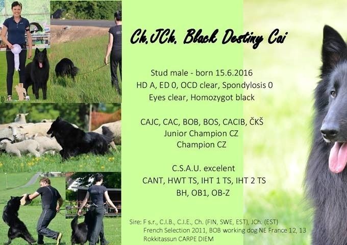 Grand Champion Black Desting Cai