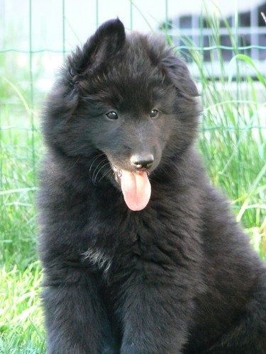 puppy:  Black Blade